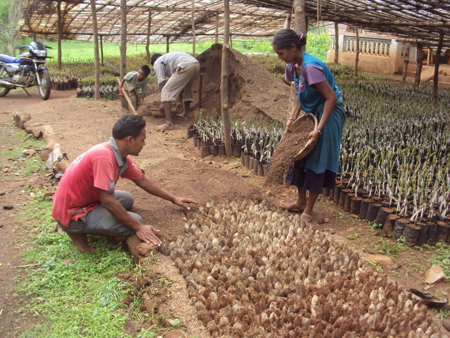 Mango-Grafts