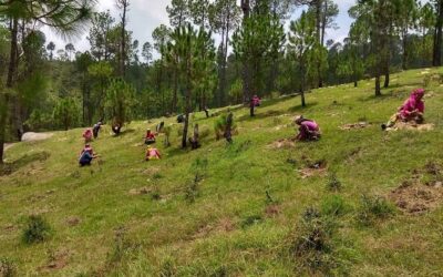 Habitats and Ecosystems Restoration in Uttarakhand