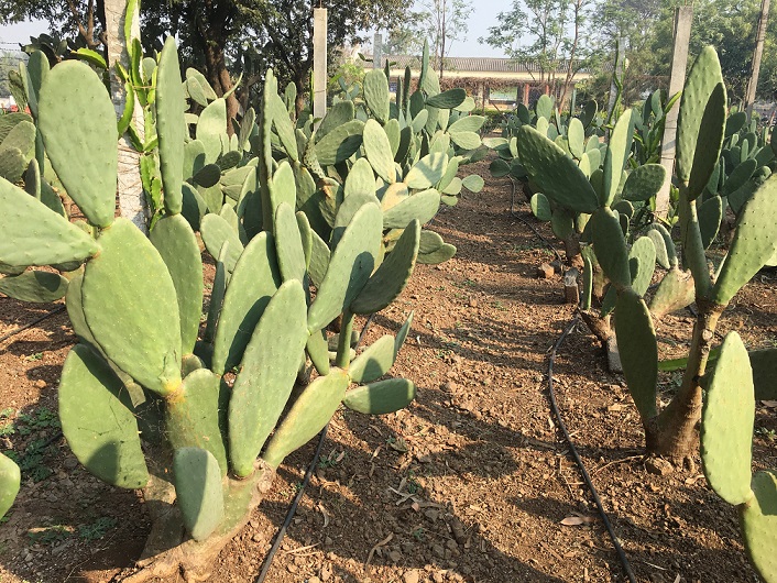 Spineless Cactus – An Amazing Species for Arid and Semi-Arid Regions of India