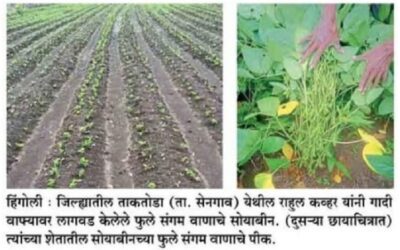 BAIF and Krishi Vigyan Kendra, Tondapur successfully demonstrate new agricultural technologies