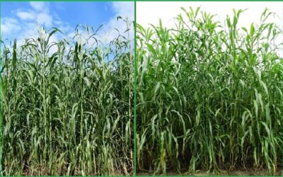 New fodder varieties evolved by BAIF