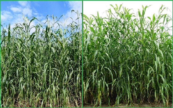 New fodder varieties evolved by BAIF