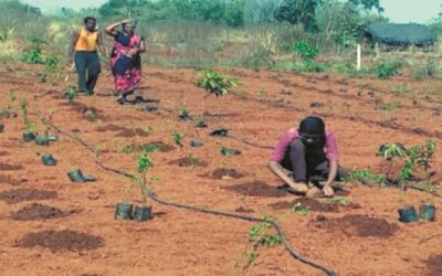 Organic farming for a better Future