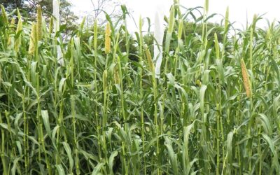 New Fodder variety evolved by BAIF