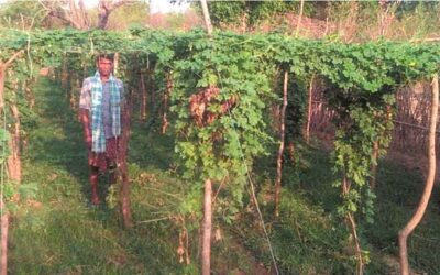 Trellis farming catches the attention of traditional farmers