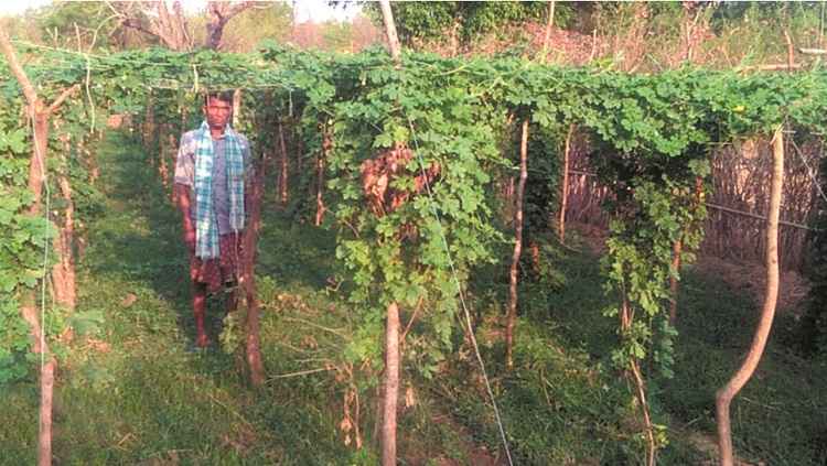 Trellis farming catches the attention of traditional farmers