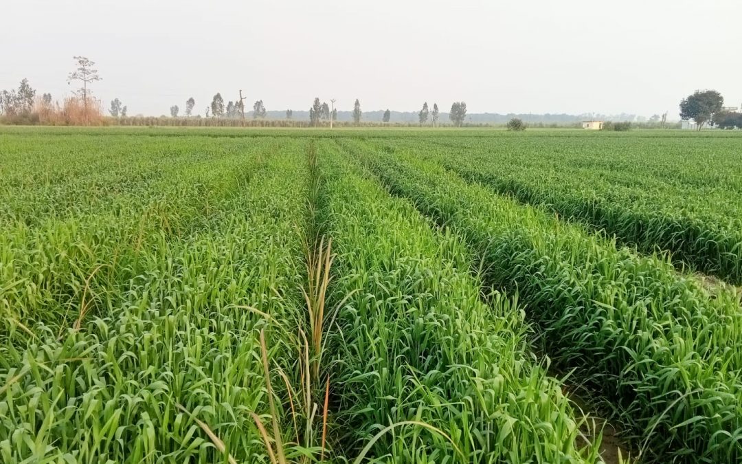 Soil matters! Pathways to adaptation and mitigation!