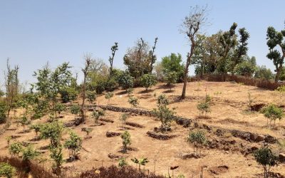 Combating Desertification, Promoting Carbon Neutrality and  Transforming Lives