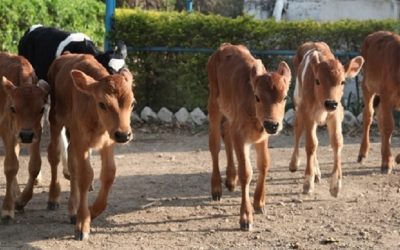 Methane Emission Mitigation Strategies in Livestock