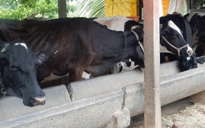 Sire contributes 50 percent of the total animals in the herd