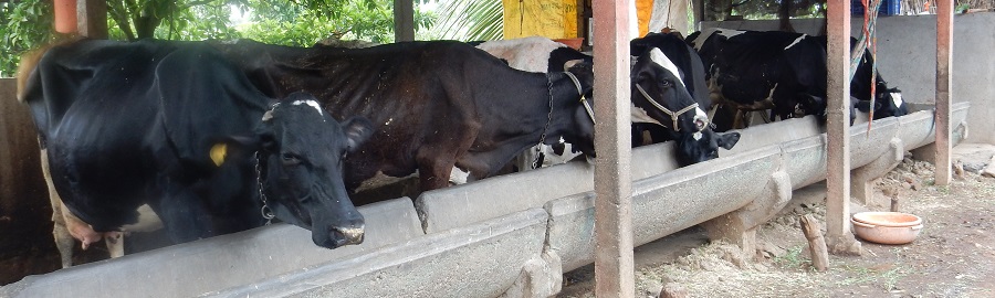 Sire contributes 50 percent of the total animals in the herd