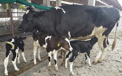 Embryo Transfer – A tool for genetic improvement in cattle and buffaloes