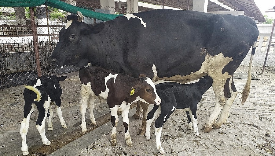 Embryo Transfer – A tool for genetic improvement in cattle and buffaloes