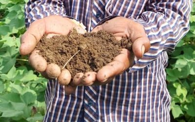Soil Health Management