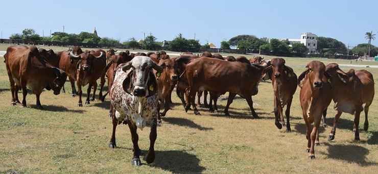 Gir Cow – The Heart of Gujarat:  Conservation Efforts of BAIF
