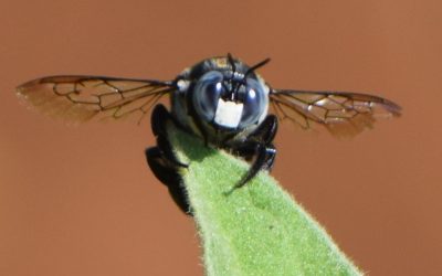 Exploring the Insect World and Agriculture: A Closer Look at Biodiversity and Livelihoods