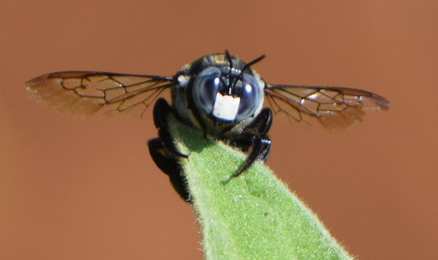Exploring the Insect World and Agriculture: A Closer Look at Biodiversity and Livelihoods