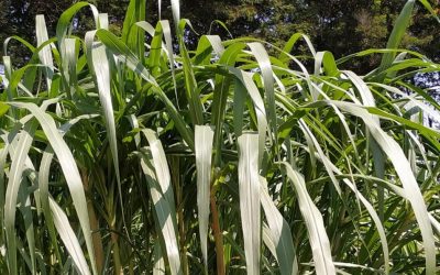 BAIF Napier Hybrid recognised by ICAR